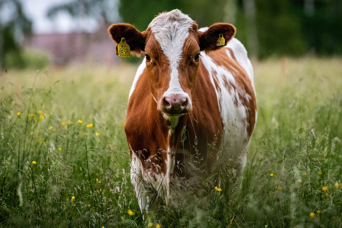 The Top 6 Most Popular Dairy Cow Breeds